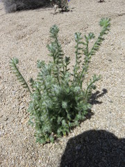 Cryptantha barbigera