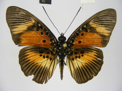 Pseudacraea dolomena congoensis