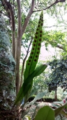 Pleopeltis crassinervata