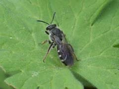 Lasioglossum sexnotatum