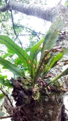 Pleopeltis crassinervata