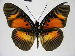 Pseudacraea dolomena congoensis