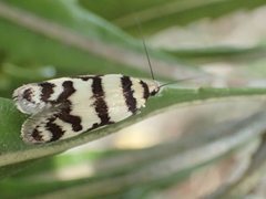 Philobota impletella