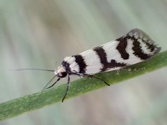 Philobota impletella