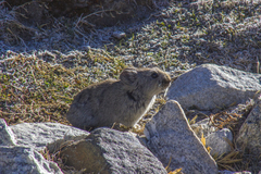Ochotona macrotis