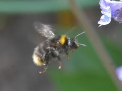 Bombus pratorum