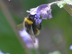 Bombus pratorum