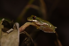 Chamula Mountain Brook Frog photo 1