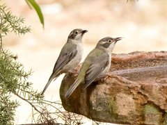 Brown-Headed Honeyeater photo 5