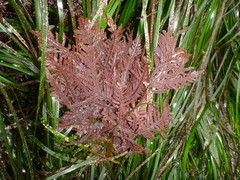 Neoptilota densa