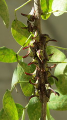 Umbonia