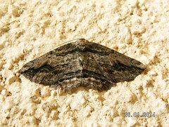Menophra berenicidaria