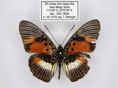 Pseudacraea dolomena congoensis