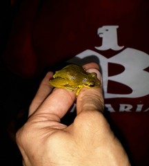 Scinax ruber