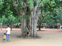 Ficus religiosa