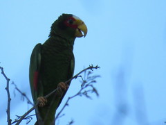 Amazona xantholora