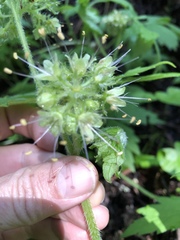 Hydrophyllum tenuipes