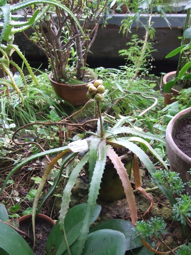 Aloe citrea