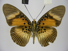 Pseudacraea dolomena congoensis