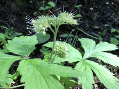Hydrophyllum tenuipes
