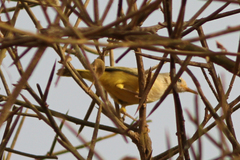 Eremomela pusilla