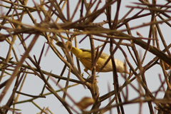Eremomela pusilla