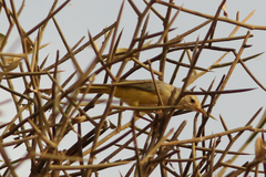Eremomela pusilla
