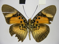 Pseudacraea dolomena congoensis