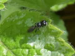 Crossocerus