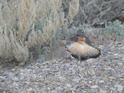 Killdeer photographed in Nevada