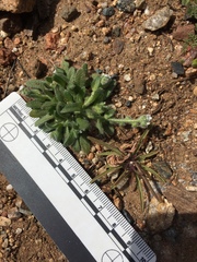 Plagiobothrys collinus ursinus