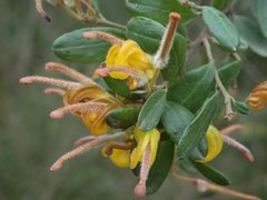 Grevillea chrysophaea