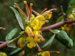 Grevillea chrysophaea