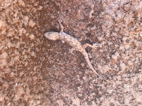 Tropical House Gecko