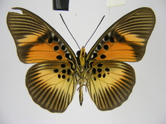 Pseudacraea dolomena congoensis