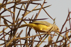 Eremomela pusilla