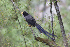 Urocissa flavirostris