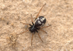Steatoda latifasciata