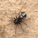 Steatoda latifasciata - Photo (c) pswiszczorowski, some rights reserved (CC BY-NC), uploaded by pswiszczorowski