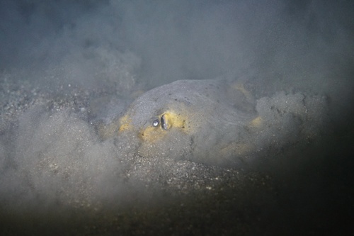 Tortonese's Stingray