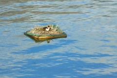 Podiceps cristatus australis