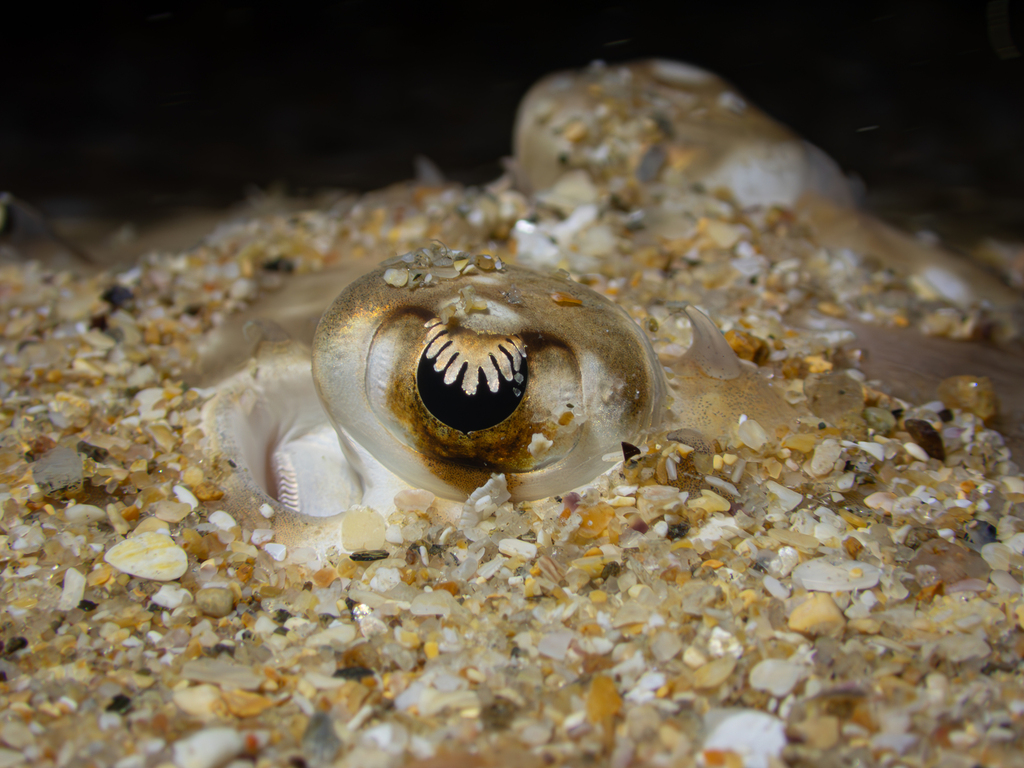 Undulate ray (Raja undulata) — Rajidae