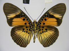 Pseudacraea dolomena congoensis