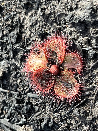 Drosera tubaestylis