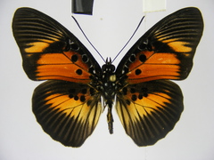 Pseudacraea dolomena congoensis