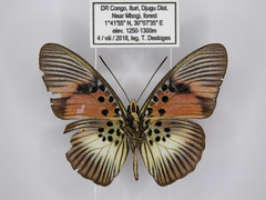 Pseudacraea dolomena congoensis