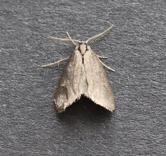 Scarce Grass Sweep
