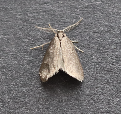 Scarce Grass Sweep