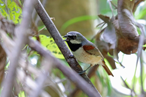 Calicalicus madagascariensis (Linnaeus, 1766)