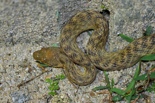 Madagascarophis colubrinus